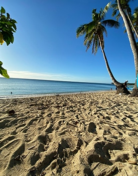 Tranquil sandy beach with a leaning palm tree overlooking the ocean at Cape Gloucester near Hideaway Bay.