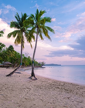 Tropical palm trees leaning over a quiet, secluded beach cove at Dingo Beach Queensland.